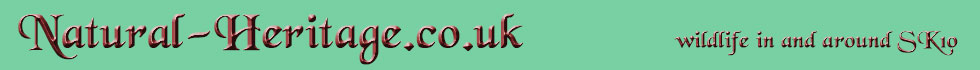 main banner