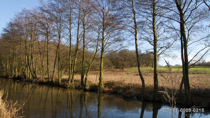 image of forest